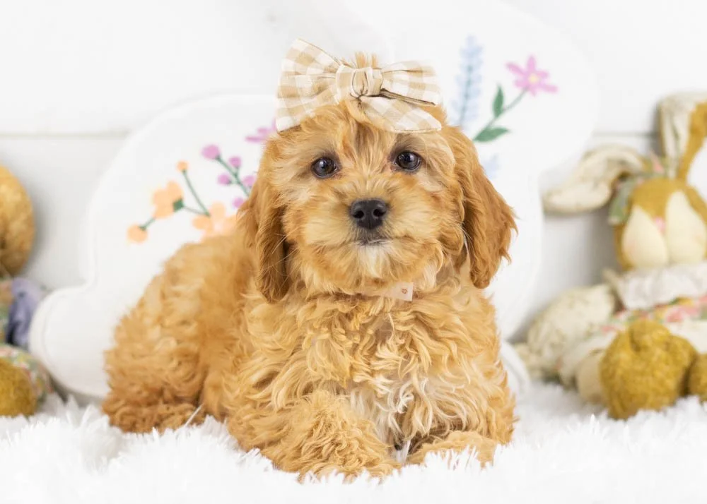 bo peep goldendoodle for sale(1).jpg