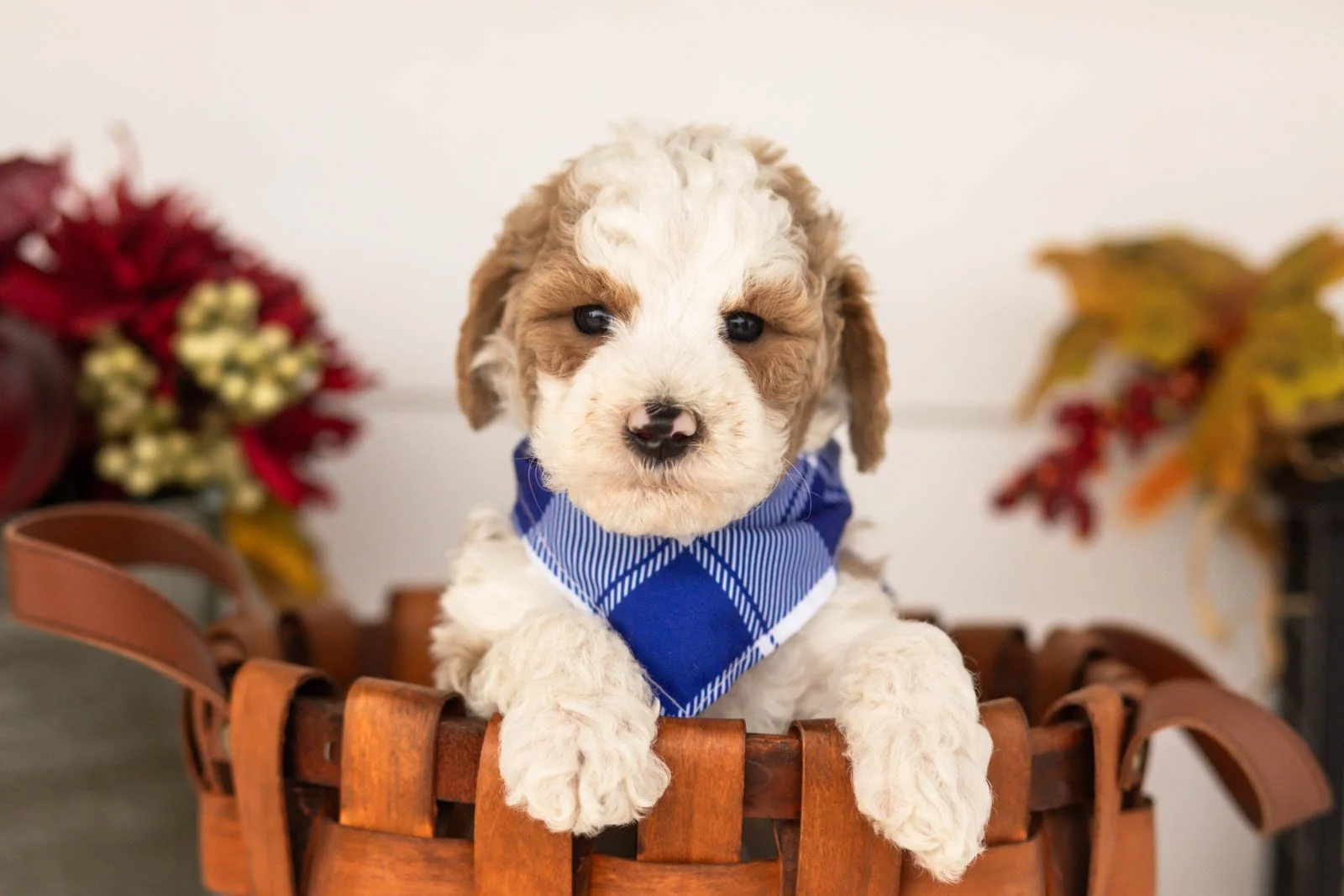Wilder goldendoodle for sale(4).jpg