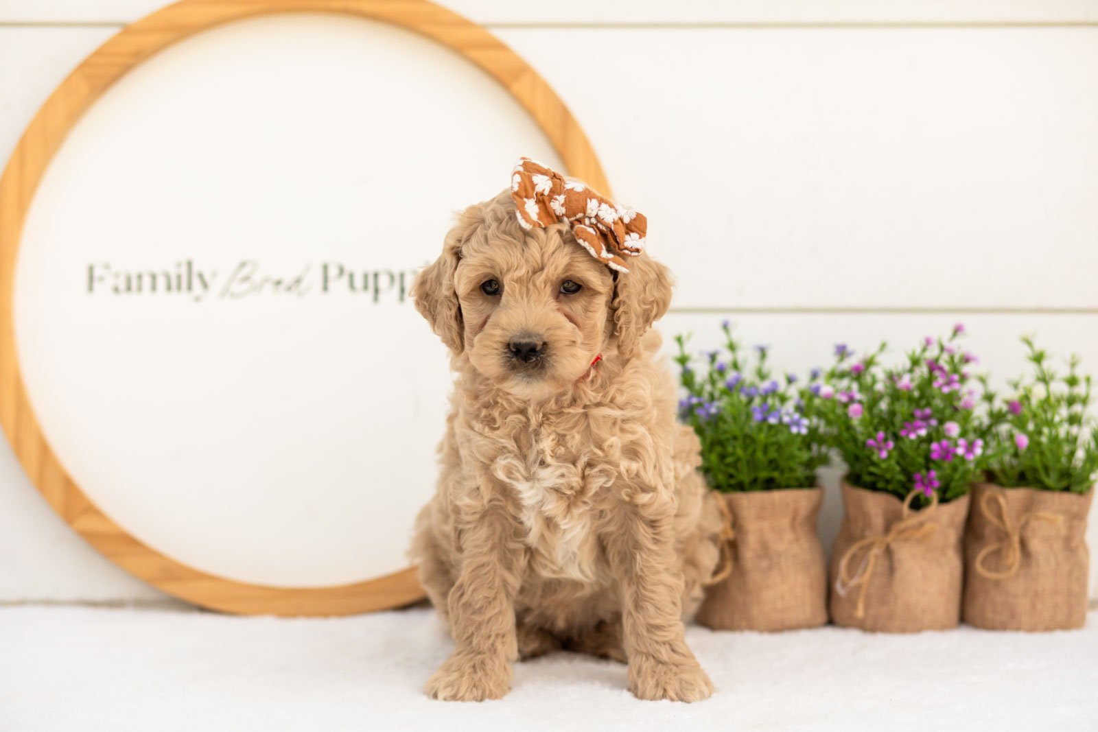 Cindy goldendoodle for sale(1).jpg
