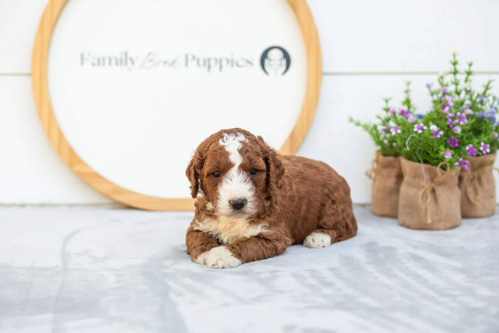 Nutmeg goldendoodle for sale(1).jpg