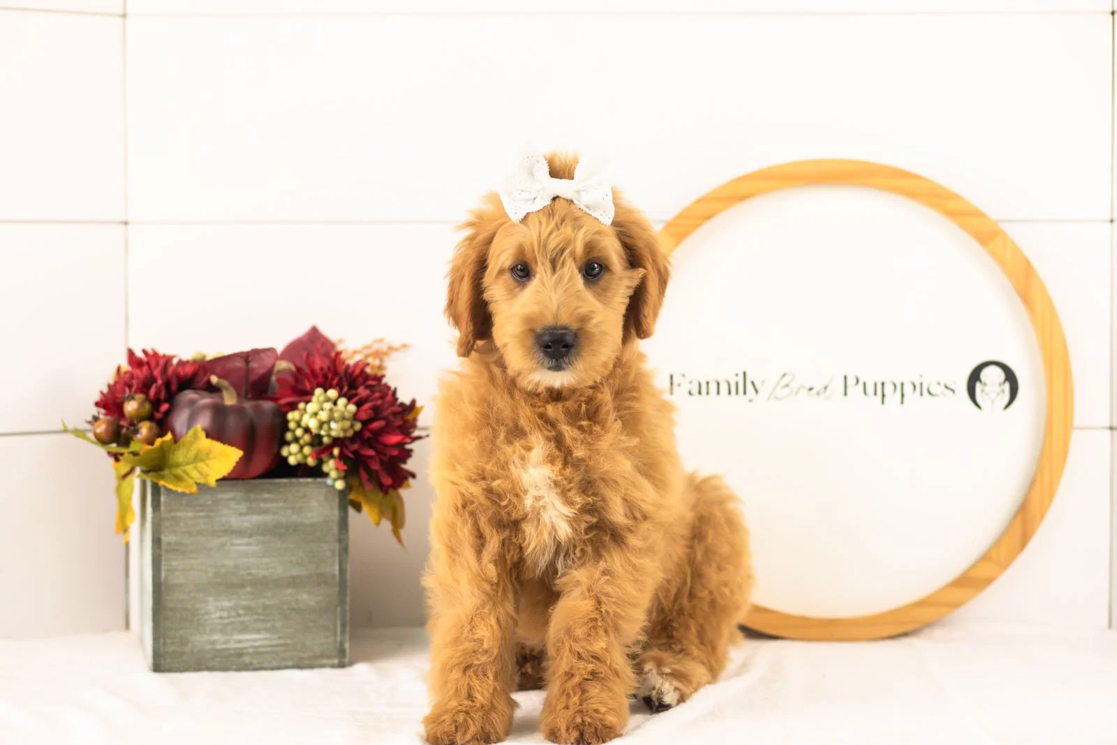 Willow goldendoodle for sale(1).jpg