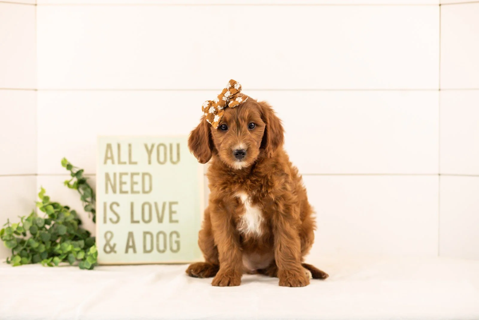 Jiggly goldendoodle for sale.jpg