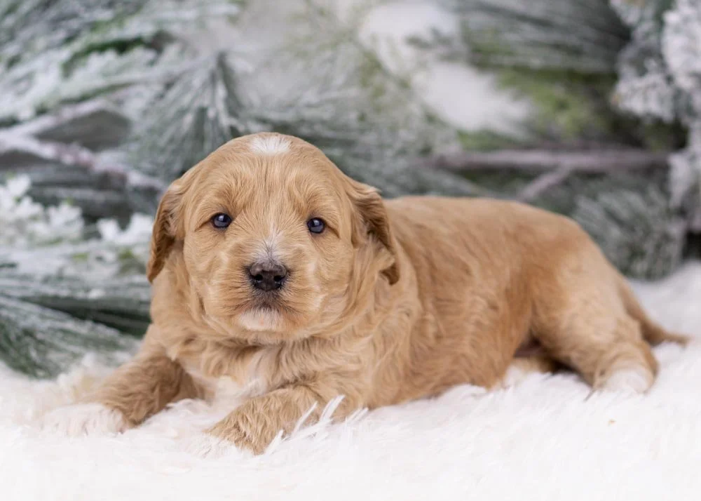 Nessa goldendoodle for sale(3).jpg