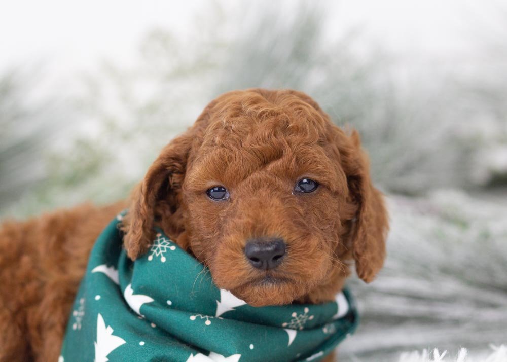 Colt goldendoodle for sale(2).jpg