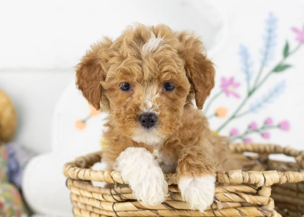 goldendoodle for sale