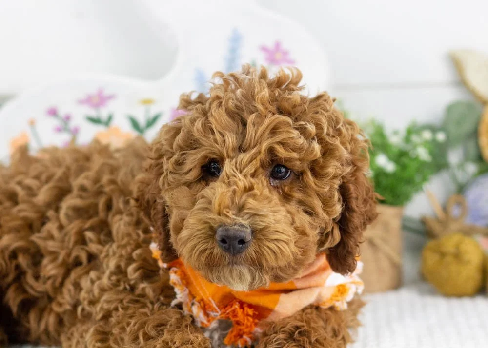 blake goldendoodle for sale(1).jpg