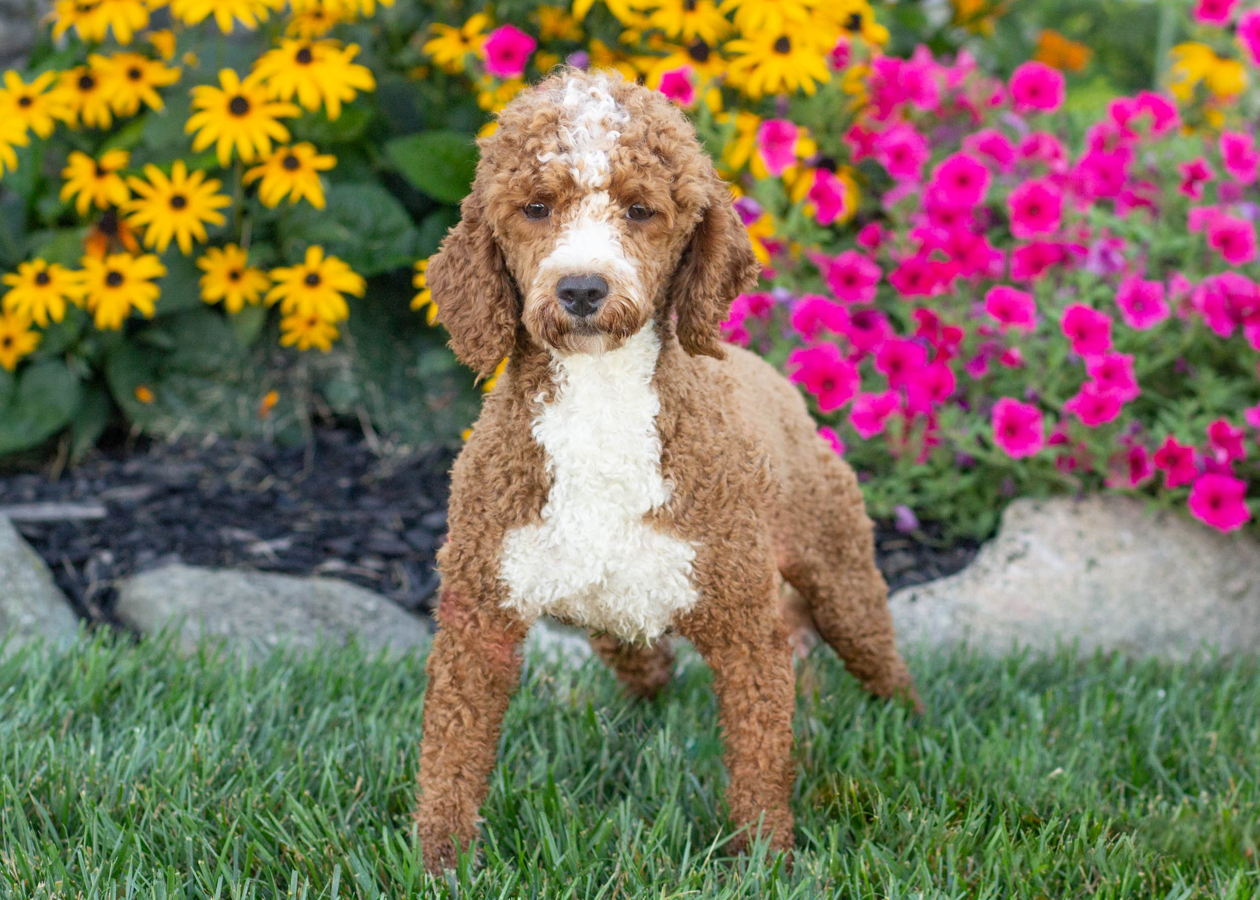 dad poodle