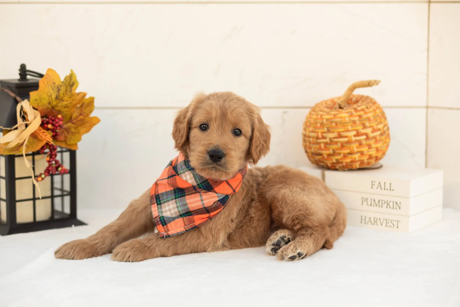 Scarecrow goldendoodle for sale 5.jpg