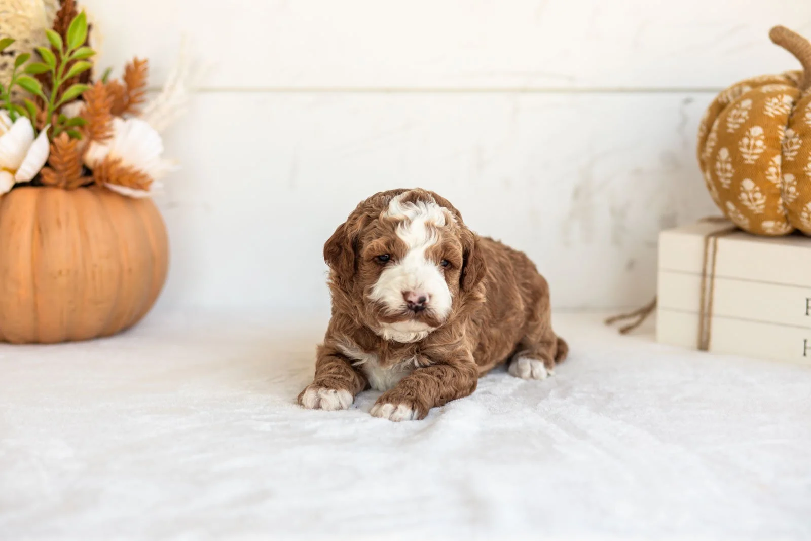 Newton goldendoodle for sale 4.jpg