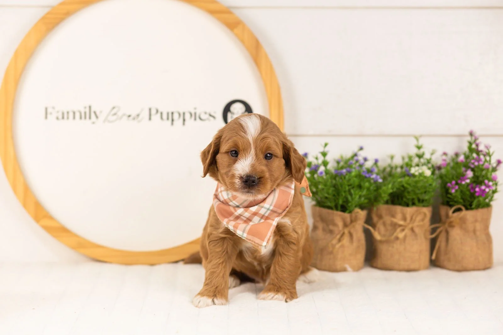 Bobby goldendoodle for sale(1).jpg