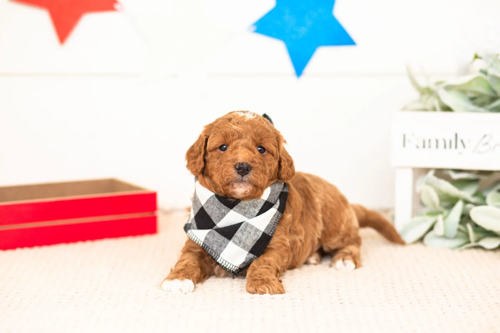 chewie goldendoodle for sale.jpg