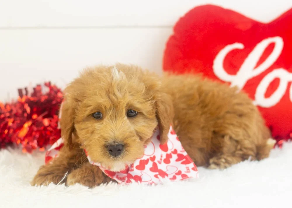 Boone goldendoodle for sale.jpg
