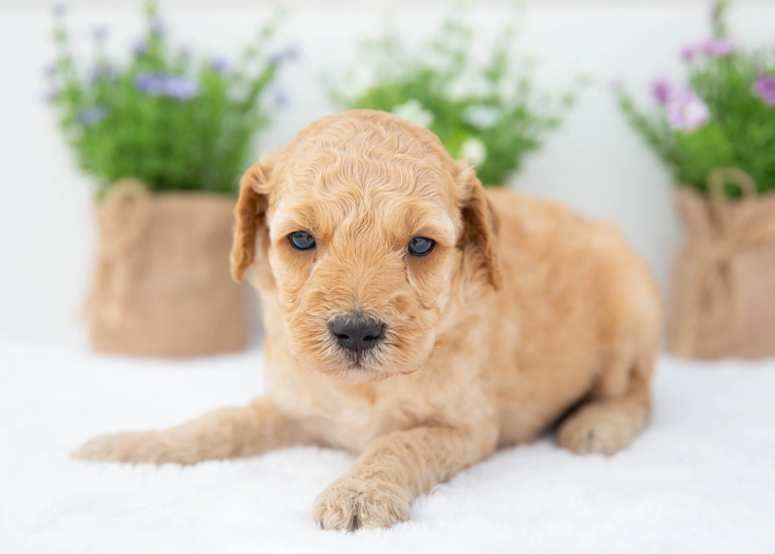 Ryder goldendoodle for sale(1).jpg