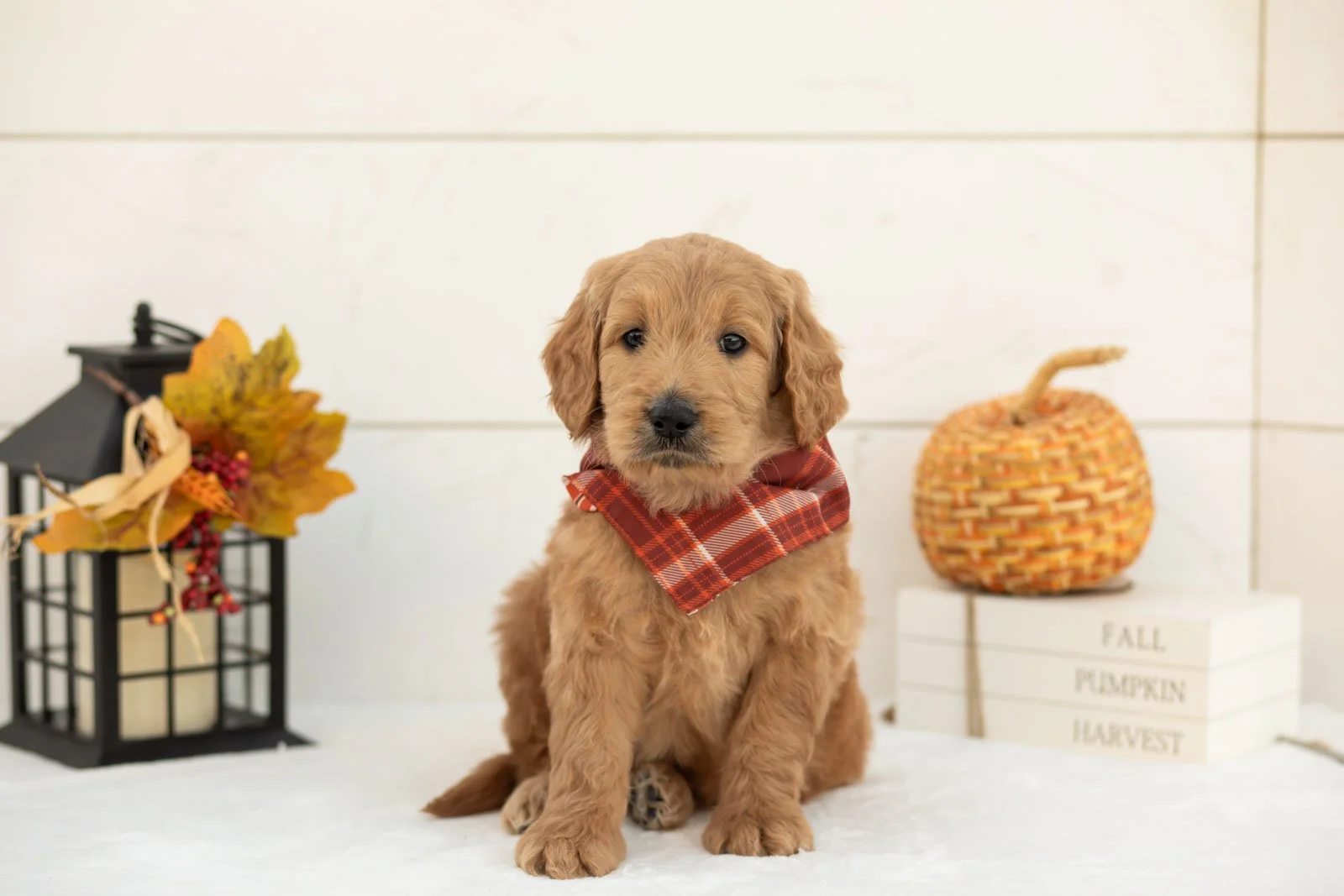 Cowardly Lion goldendoodle for sale 4.jpg