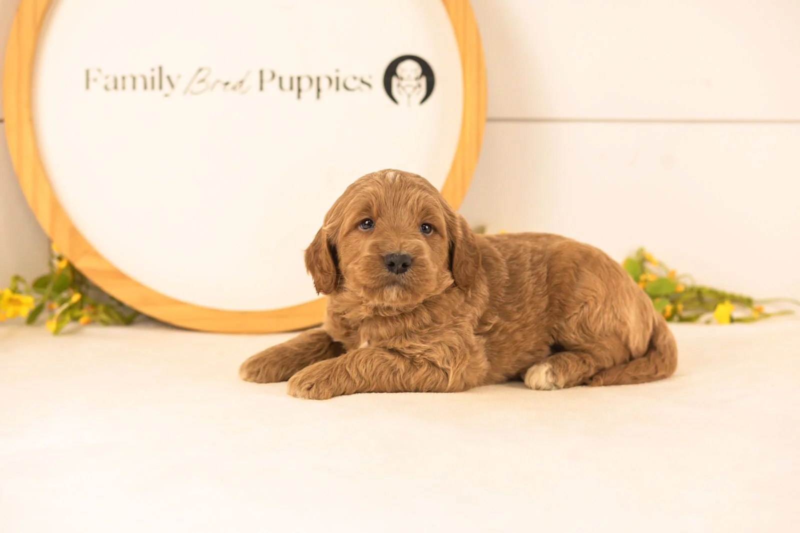 Oscar goldendoodle for sale(1).jpg