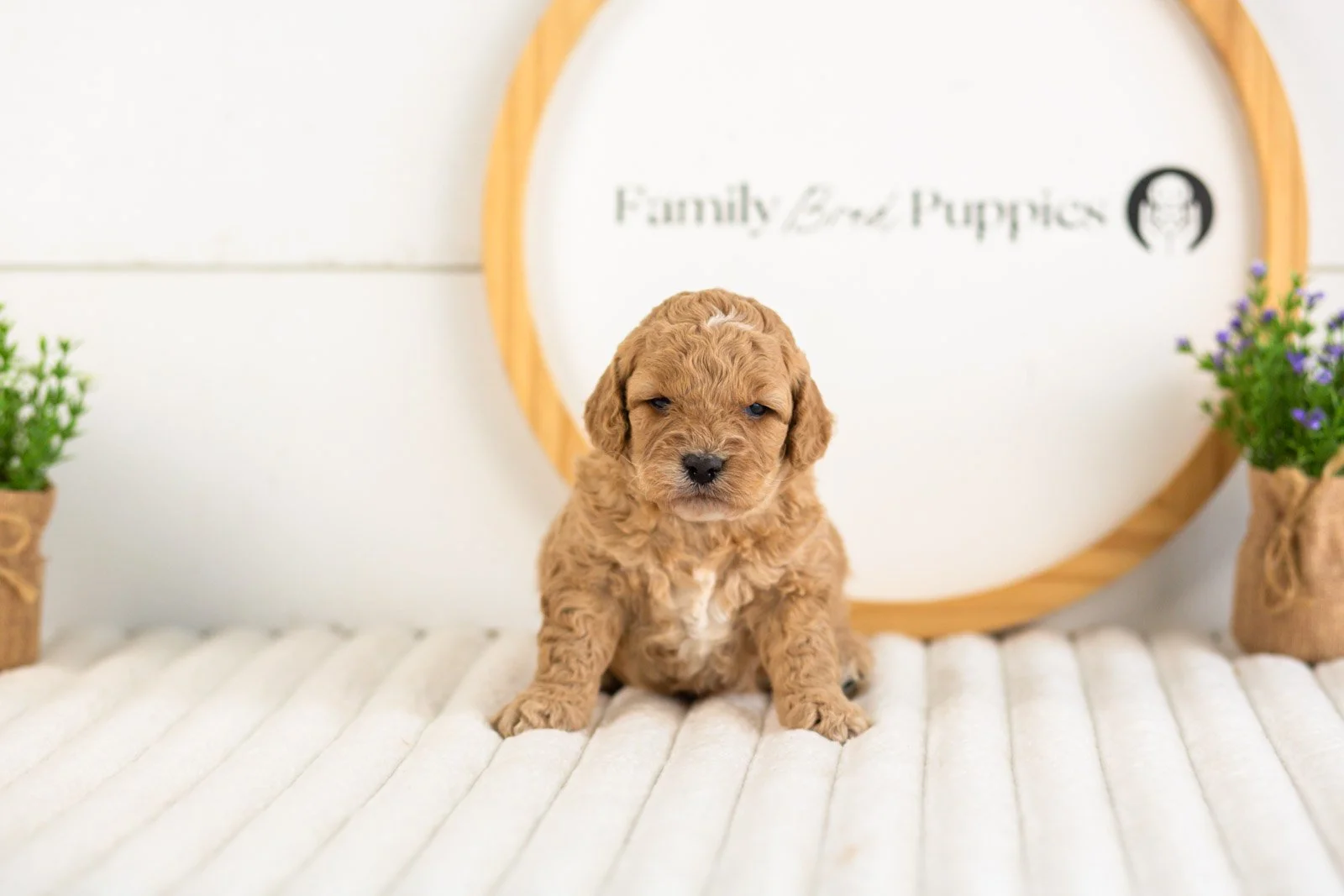 onyx goldendoodle for sale.jpg