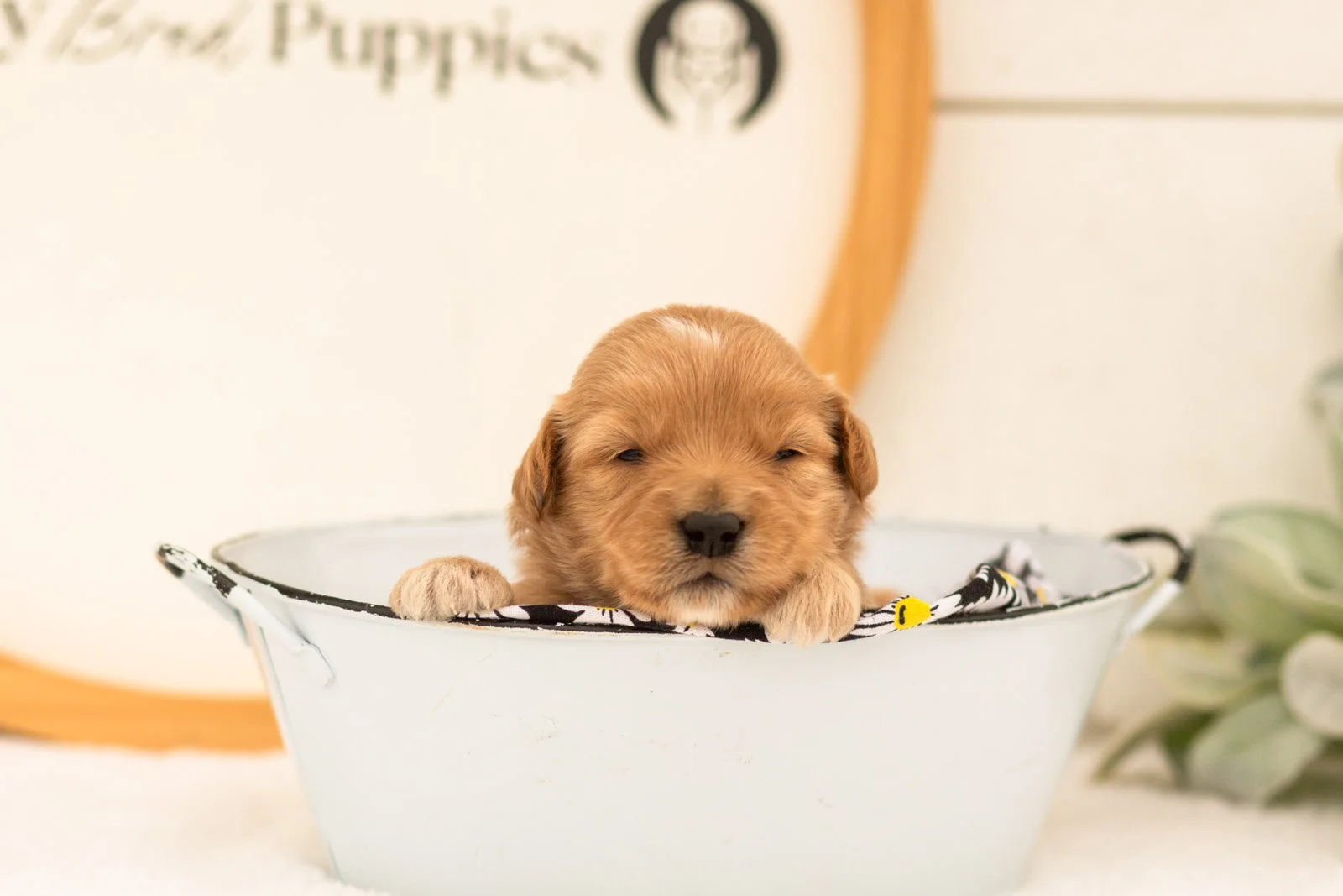 Emilia goldendoodle for sale(3).jpg
