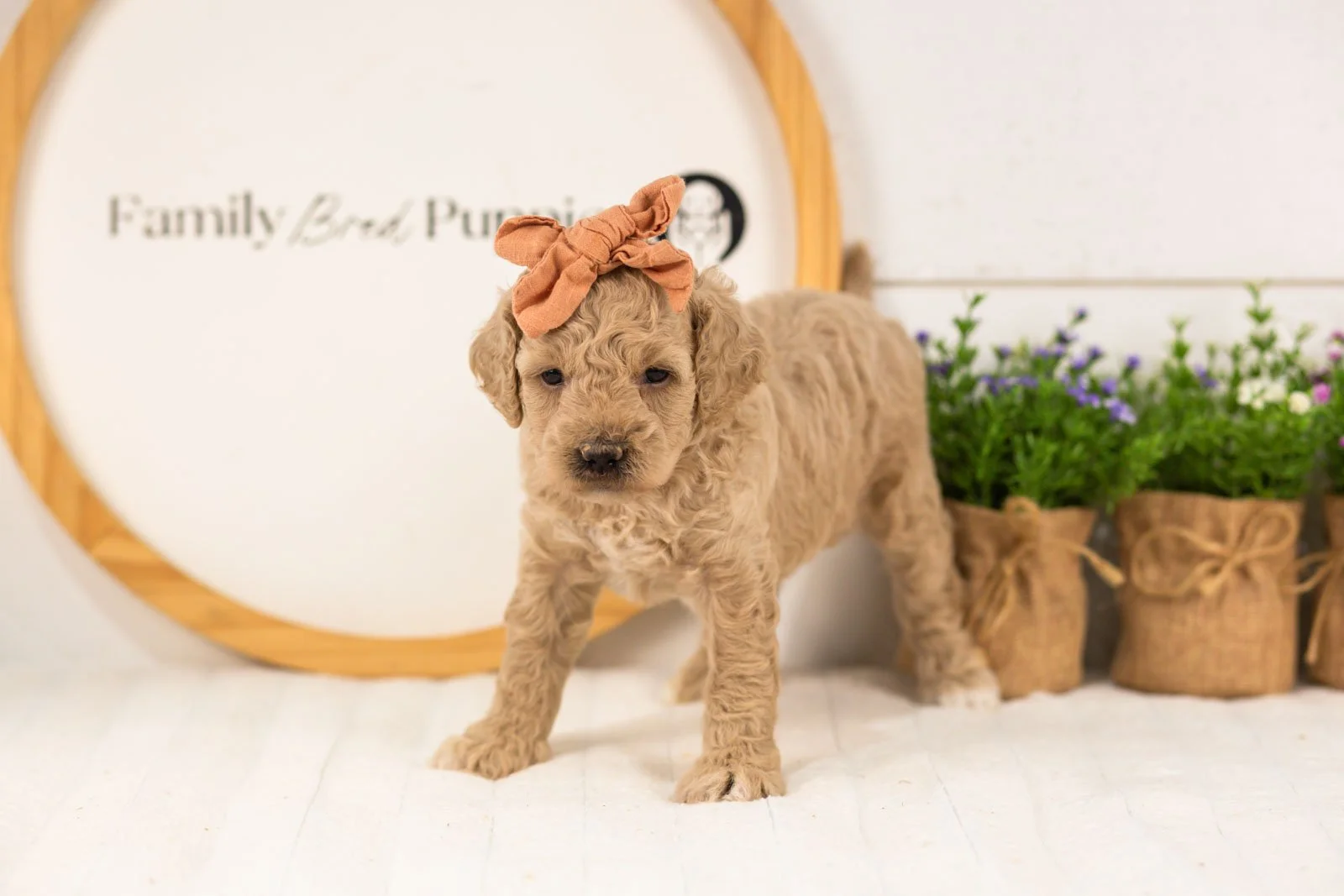 Cindy goldendoodle for sale(2).jpg