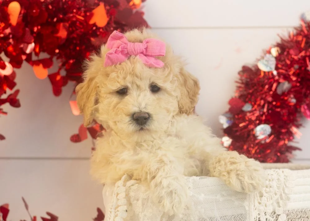 Darling goldendoodle for sale(1).jpg