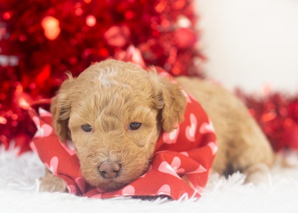 ohio goldendoodle for sale.jpg