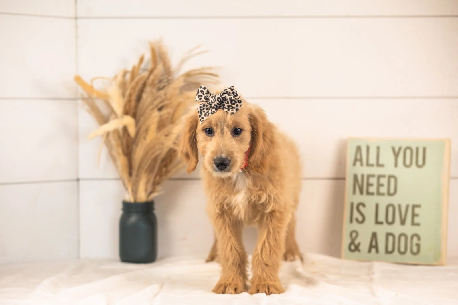 Donna goldendoodle for sale(1).jpg