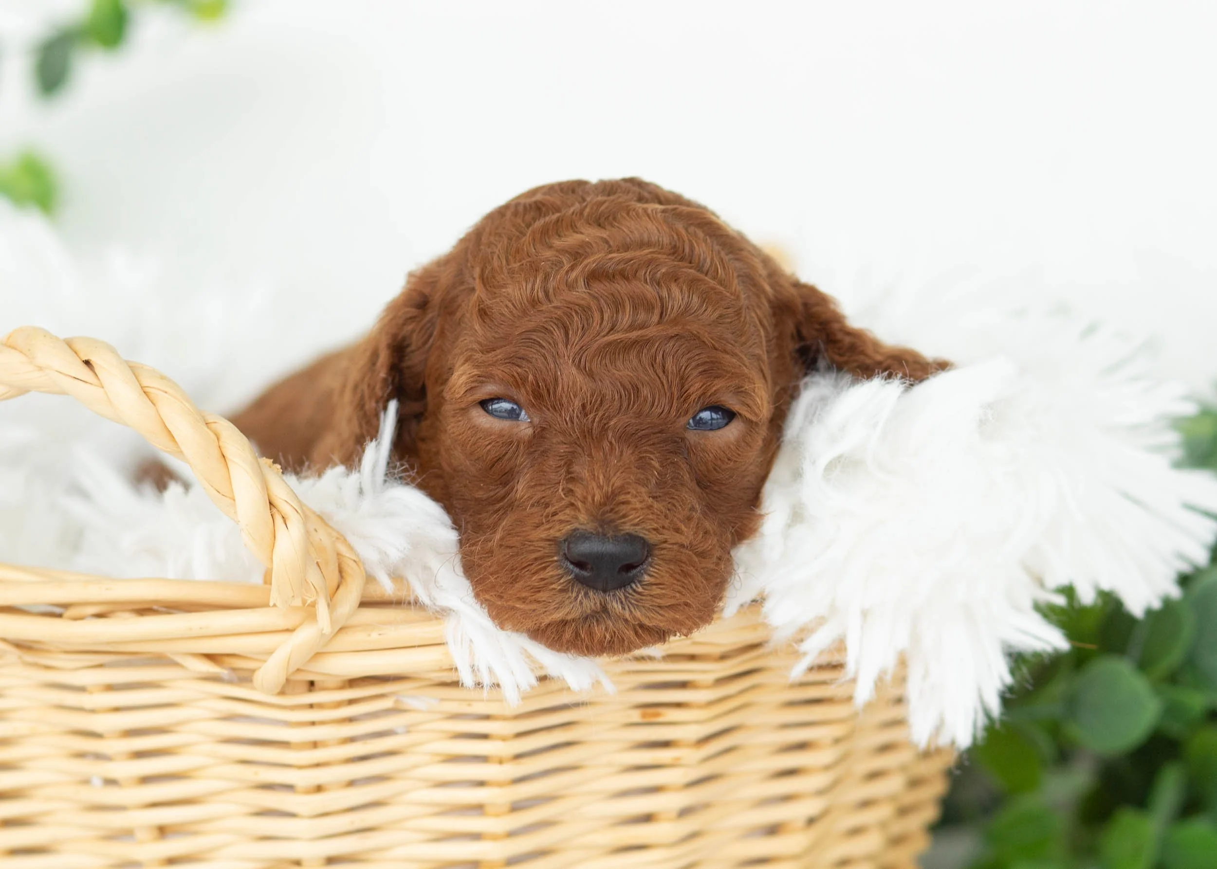 Evelyn goldendoodle for sale.jpg
