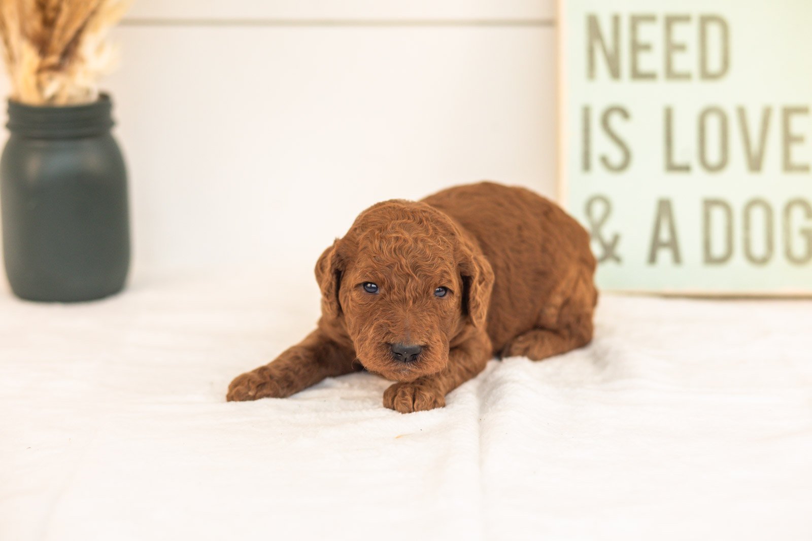 Roo goldendoodle for sale(3).jpg