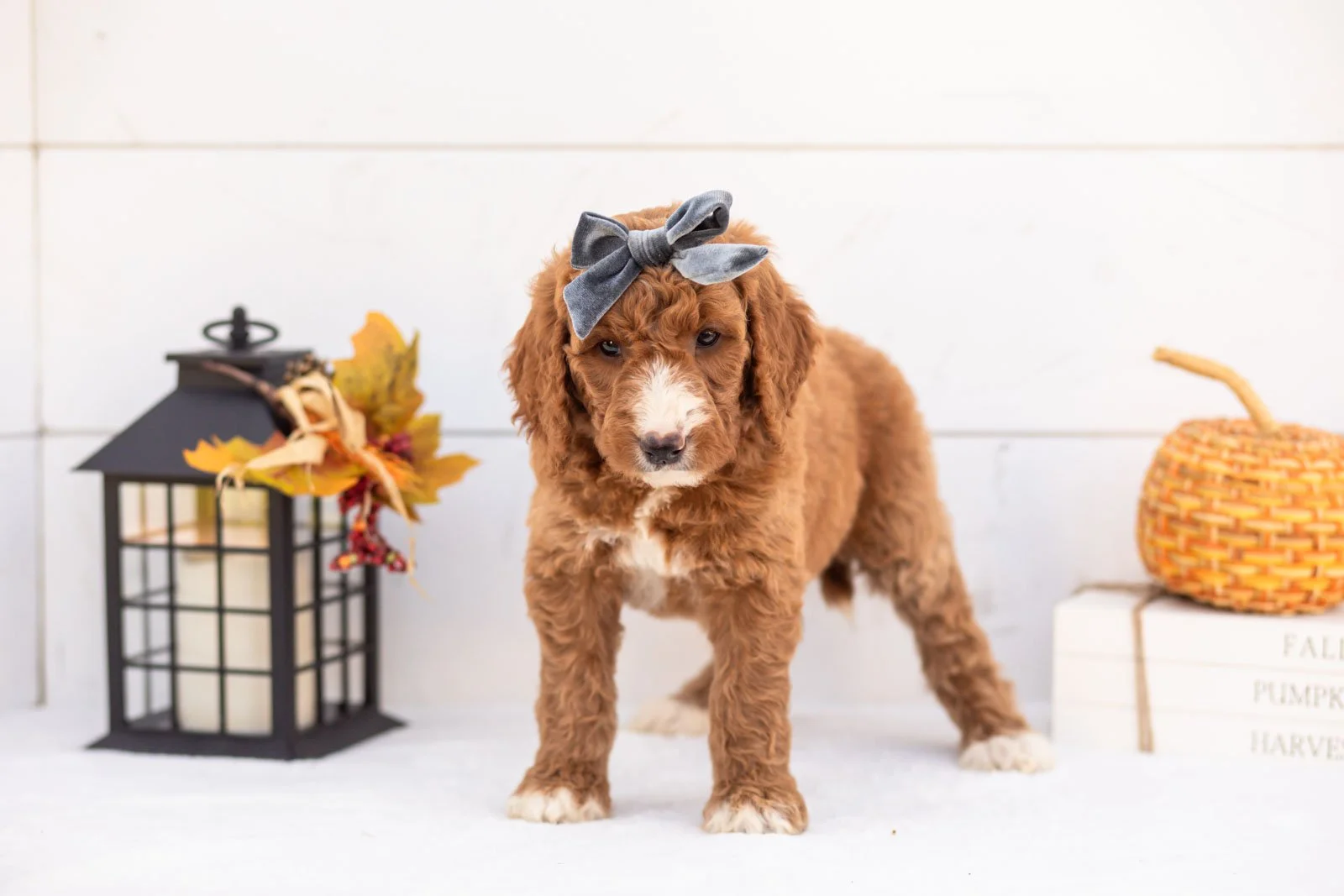 Evelyn goldendoodle for sale 3.jpg