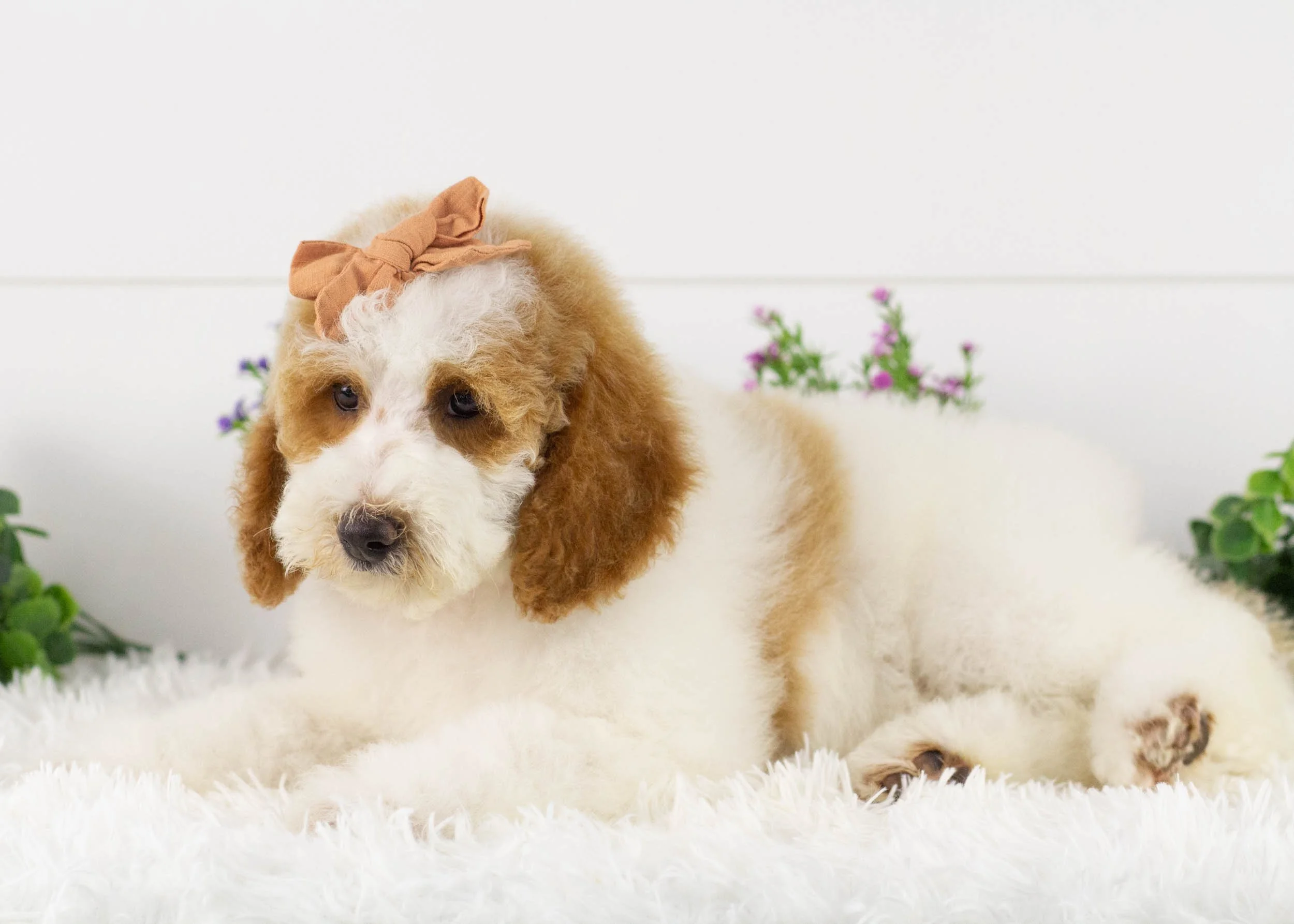 Sunkist Goldendoodle for sale(1).jpg