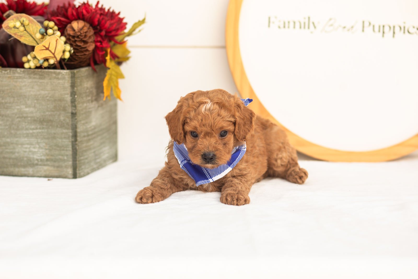 Firefly goldendoodle for sale(2).jpg