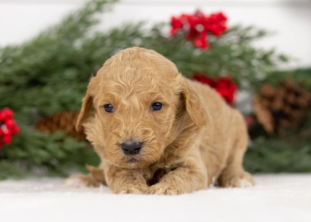 Buck goldendoodle for sale(3).jpg