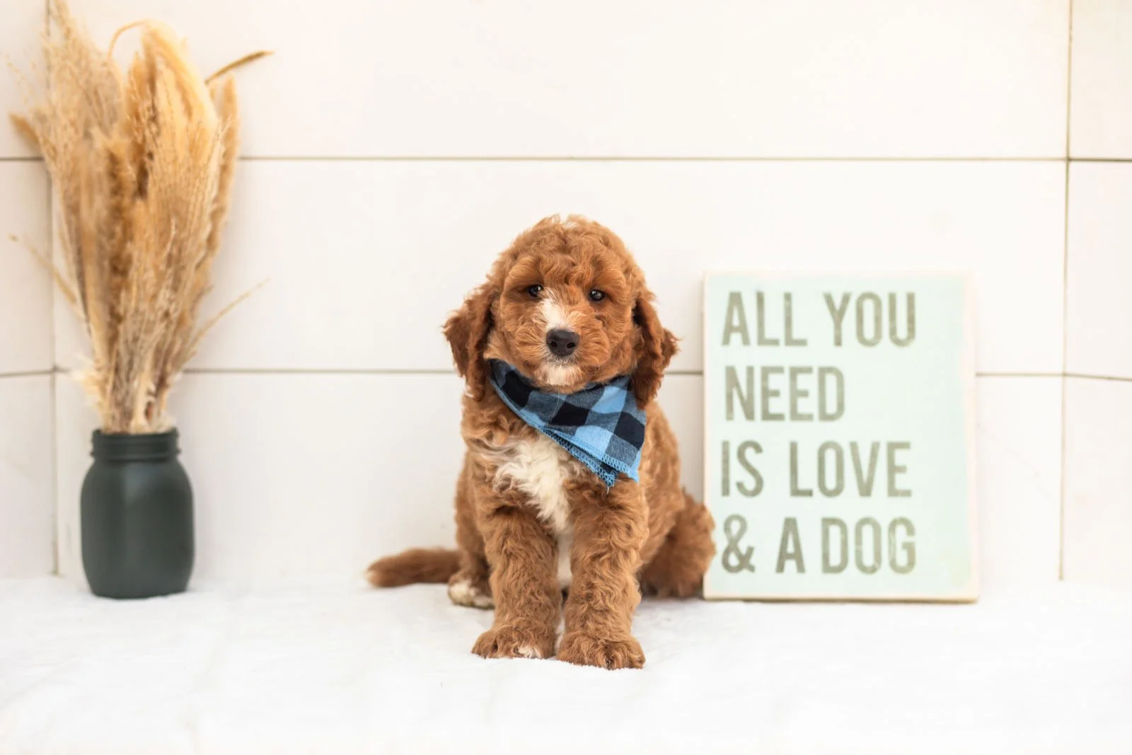 Guppy goldendoodle for sale(3).jpg