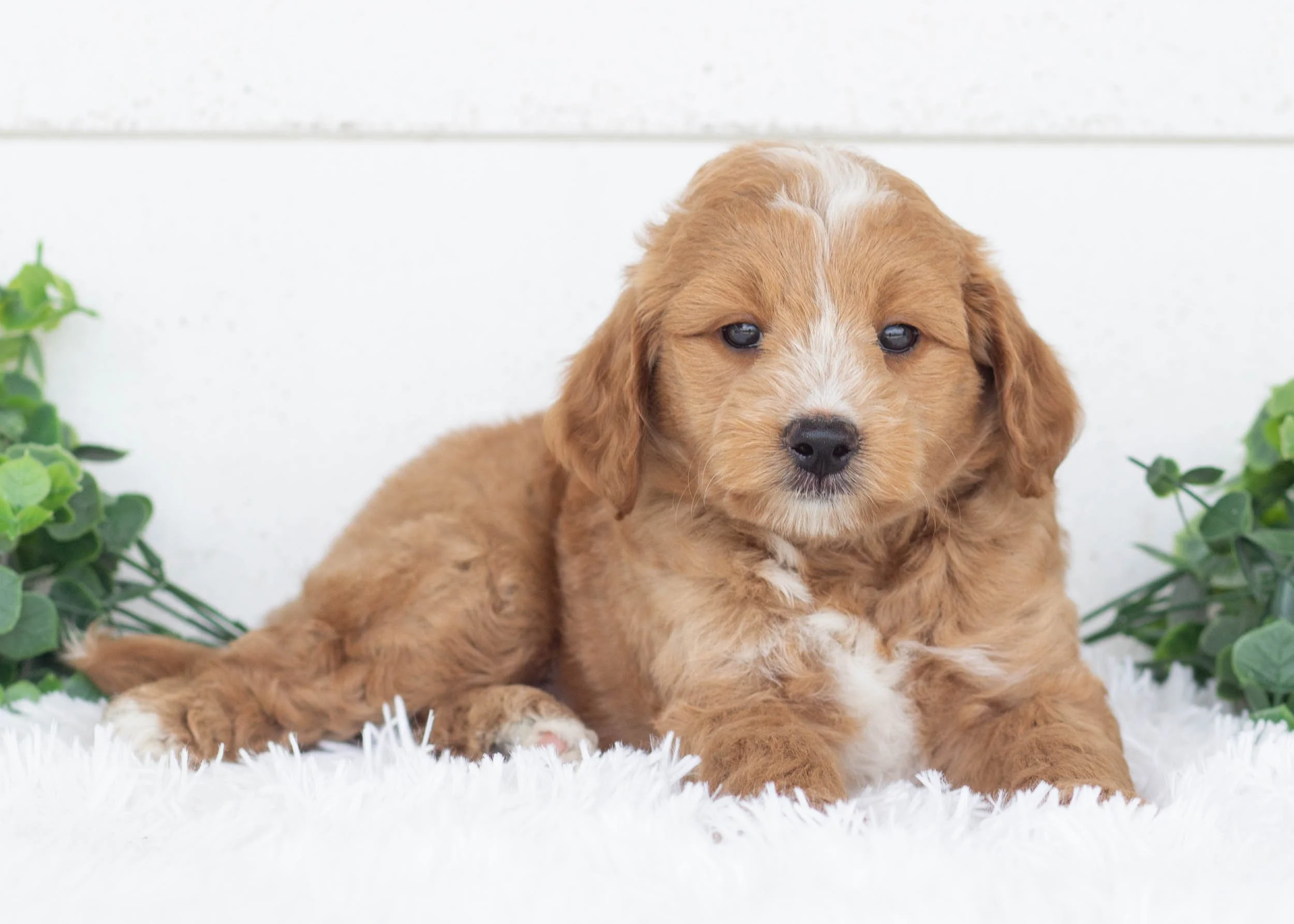 Phoenix Goldendoodle For Sale(2).jpg