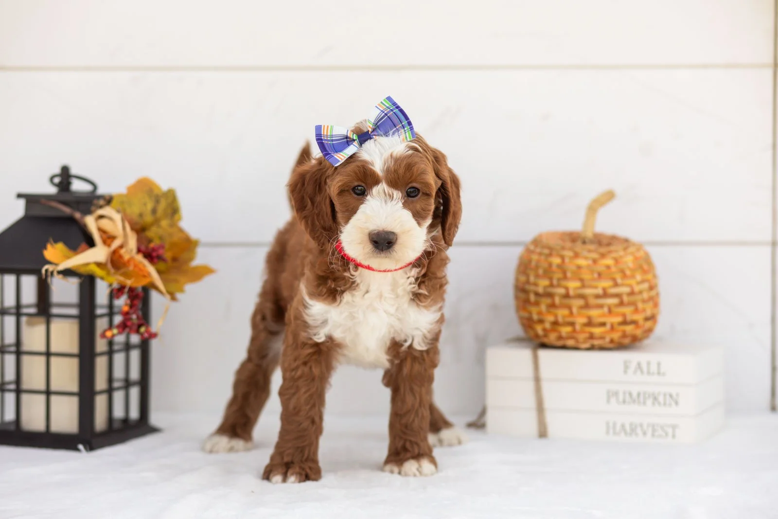 Ruffian goldendoodle for sale 3.jpg