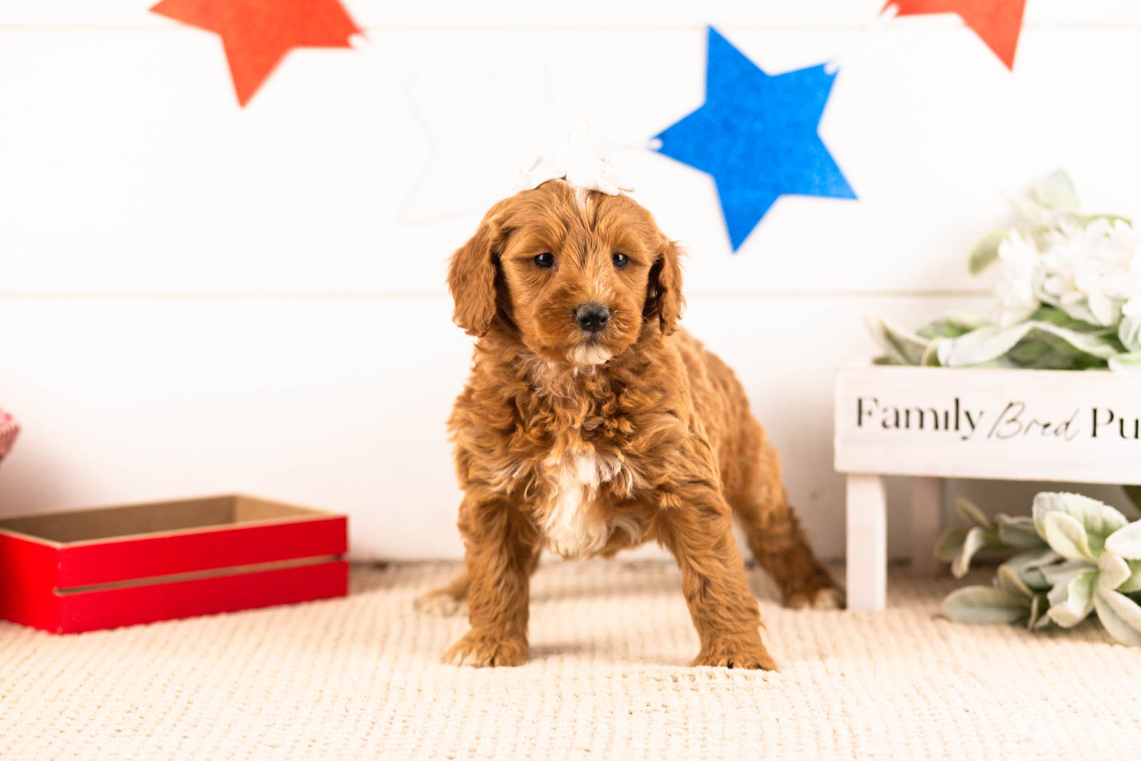 rosalind goldendoodle for sale(3).jpg