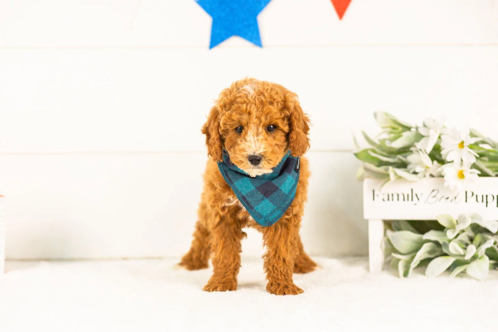 Miles goldendoodle for sale(2).jpg