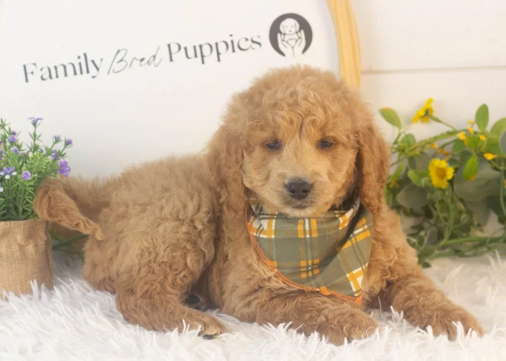 Landry goldendoodle for sale(3).jpg