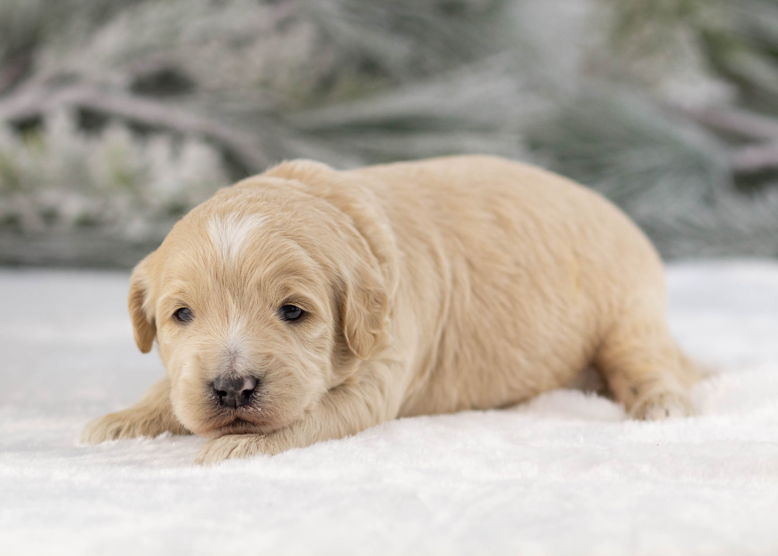 Remi 2-5-25 M Bandit 3.26 White-4789.jpg