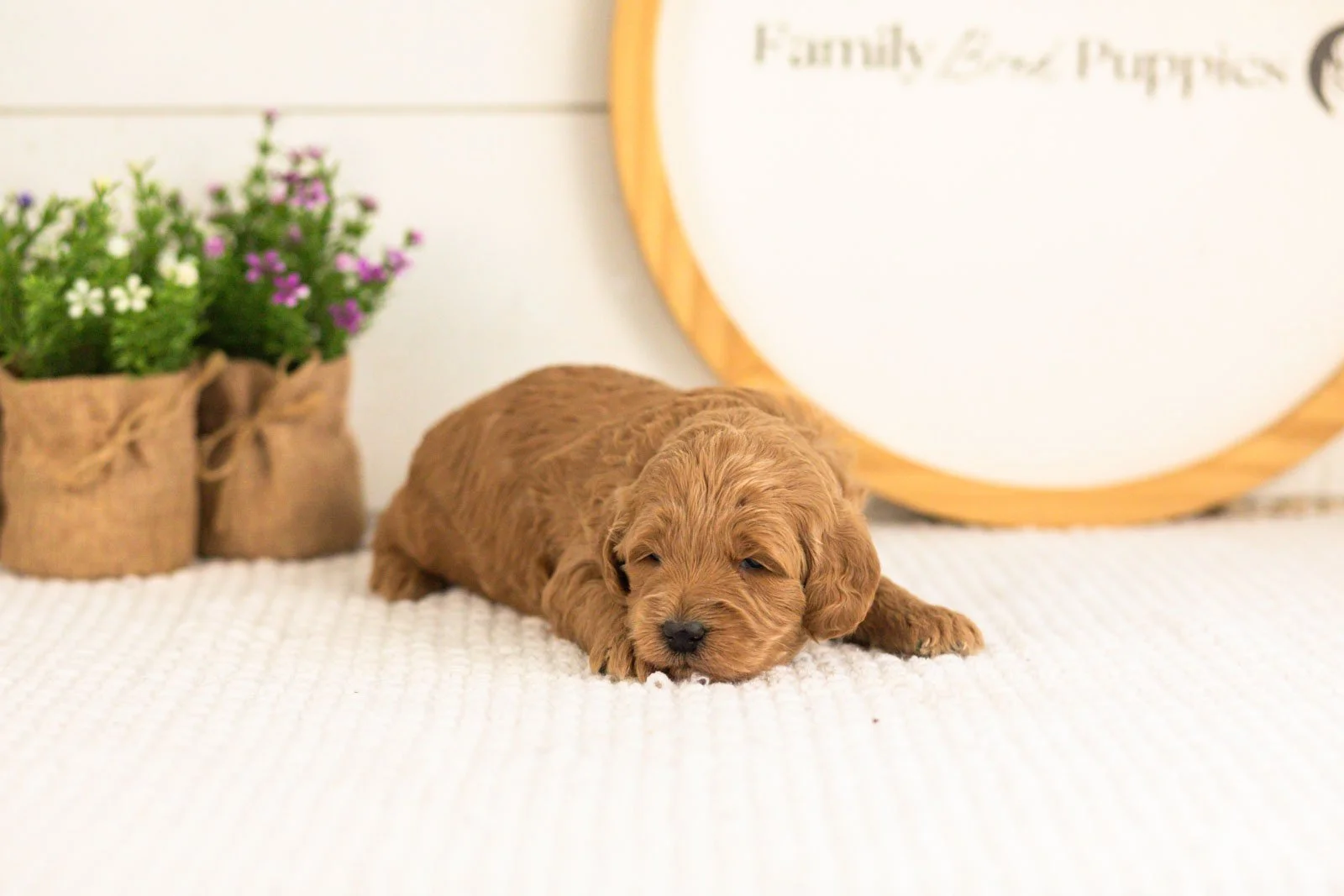 Ben goldendoodle for sale(1).jpg