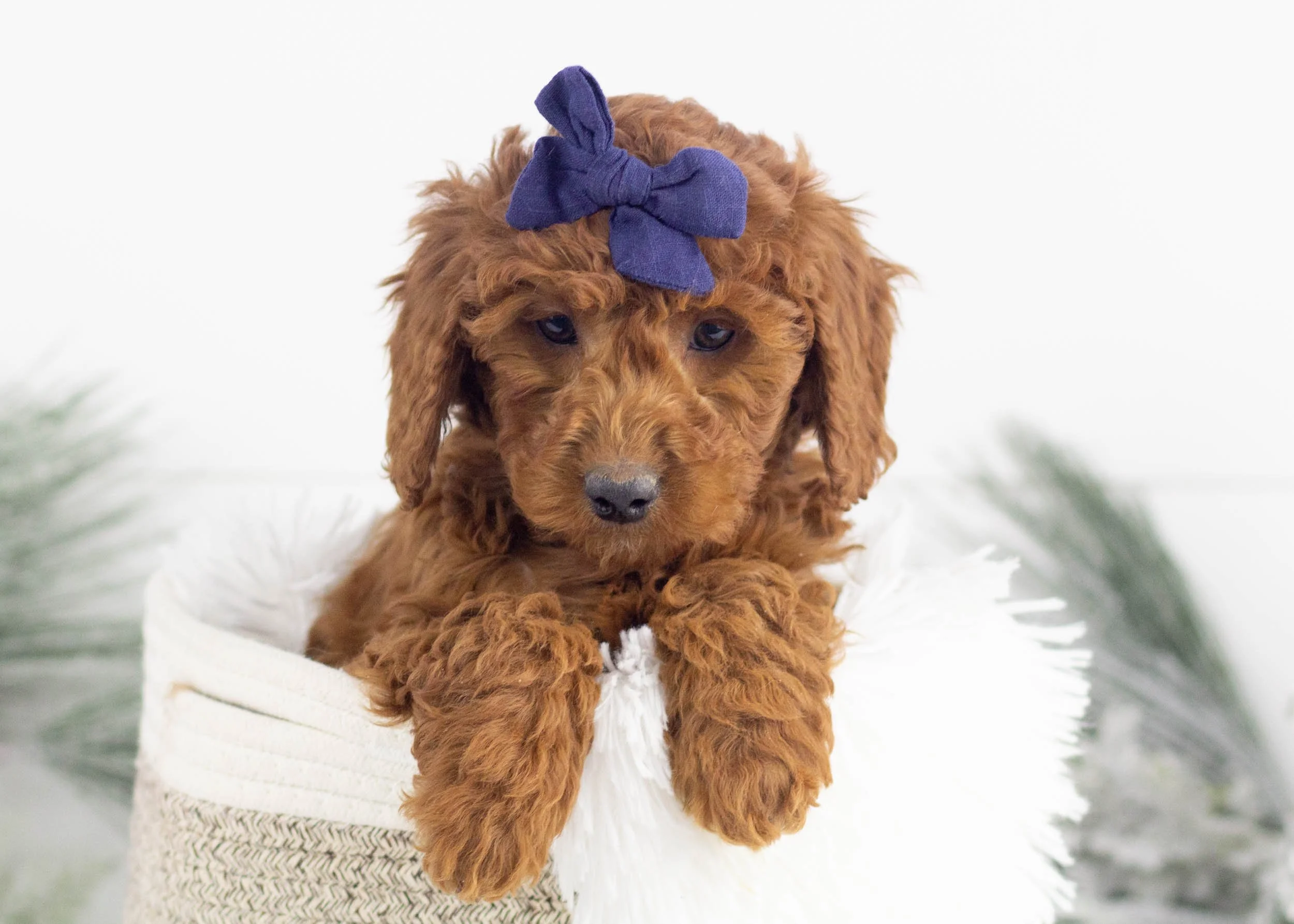 Colorado Puppy Dogs For Adoption Near Me Boxer Puppy Adoption Near