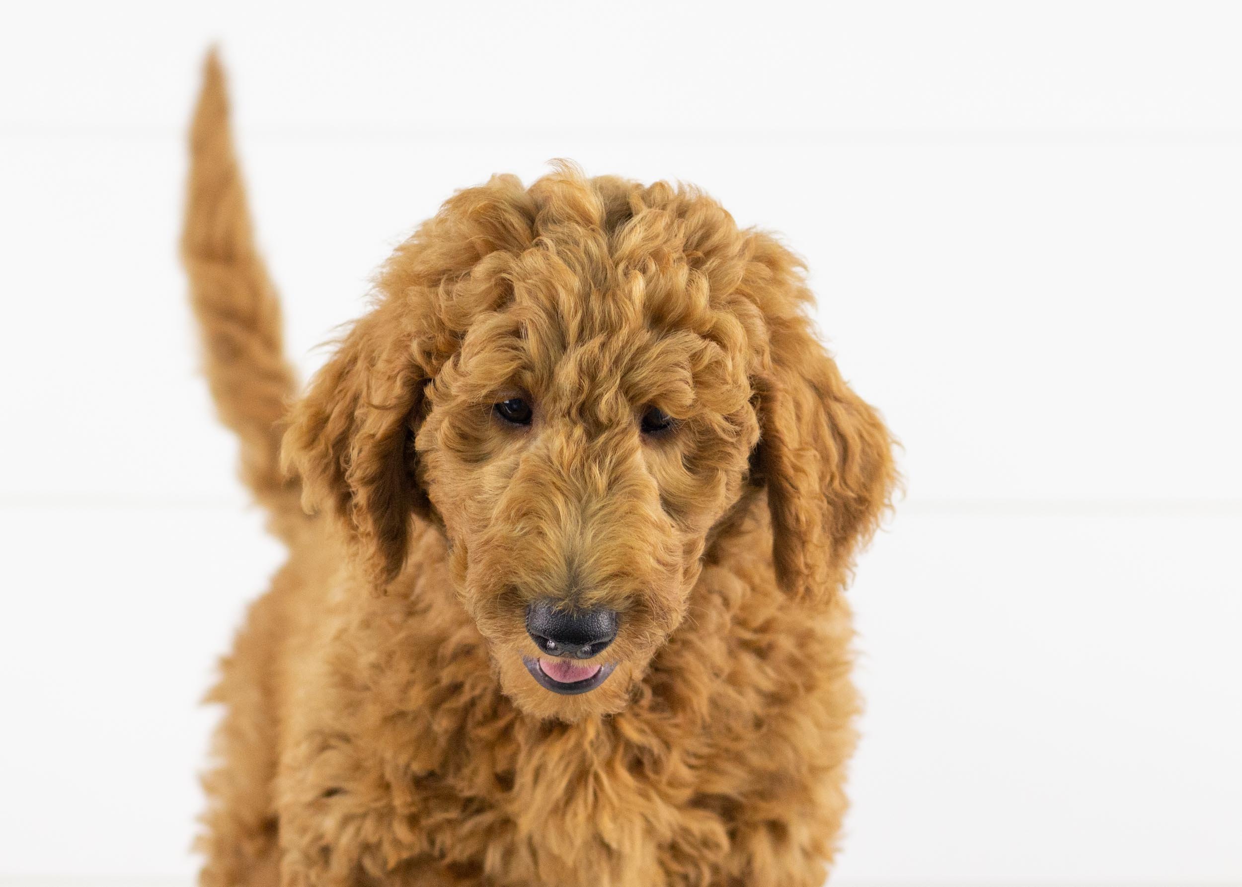 goldendoodle for sale