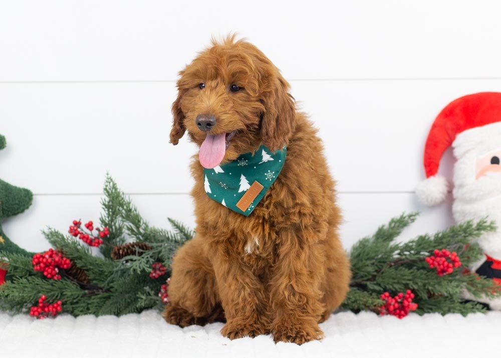 Griffin goldendoodle for sale.jpg