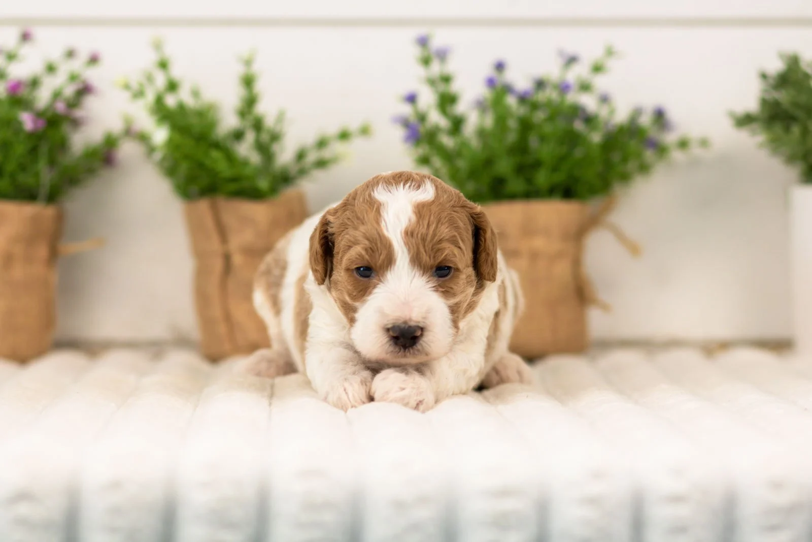 lucy goldendoodle for sale.jpg