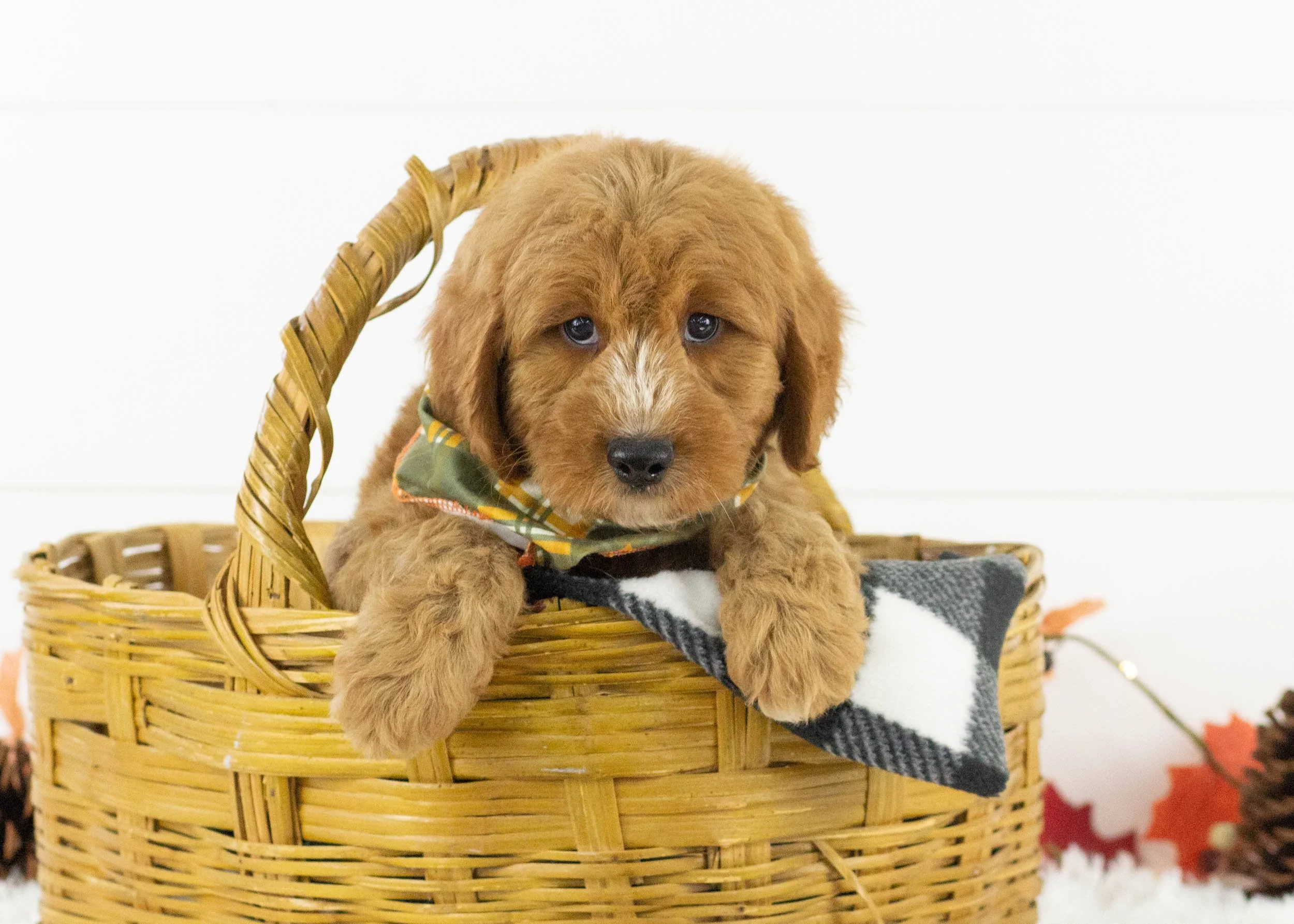 Cardinal goldendoodle for sale(1).jpg