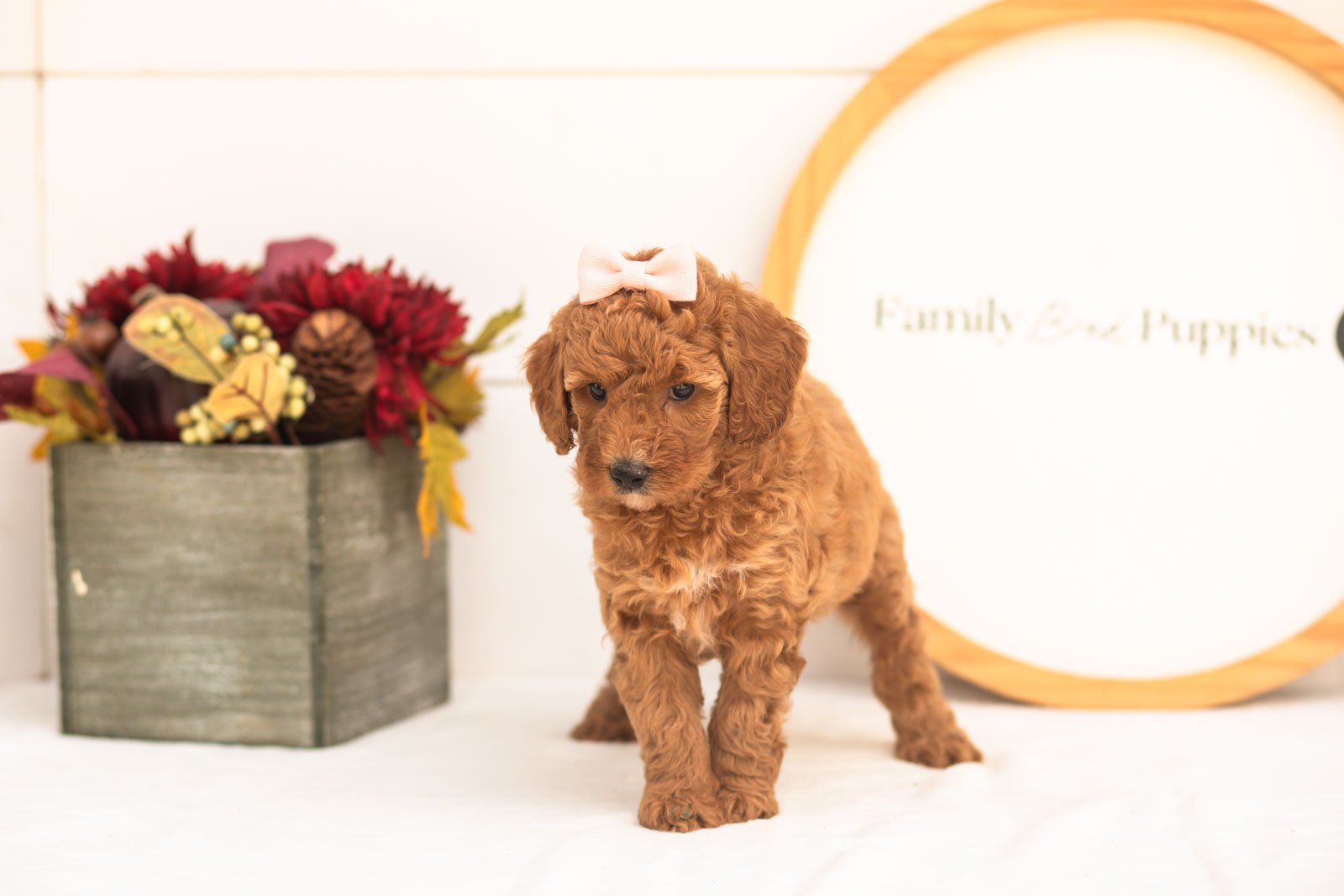 Glow goldendoodle for sale(2).jpg