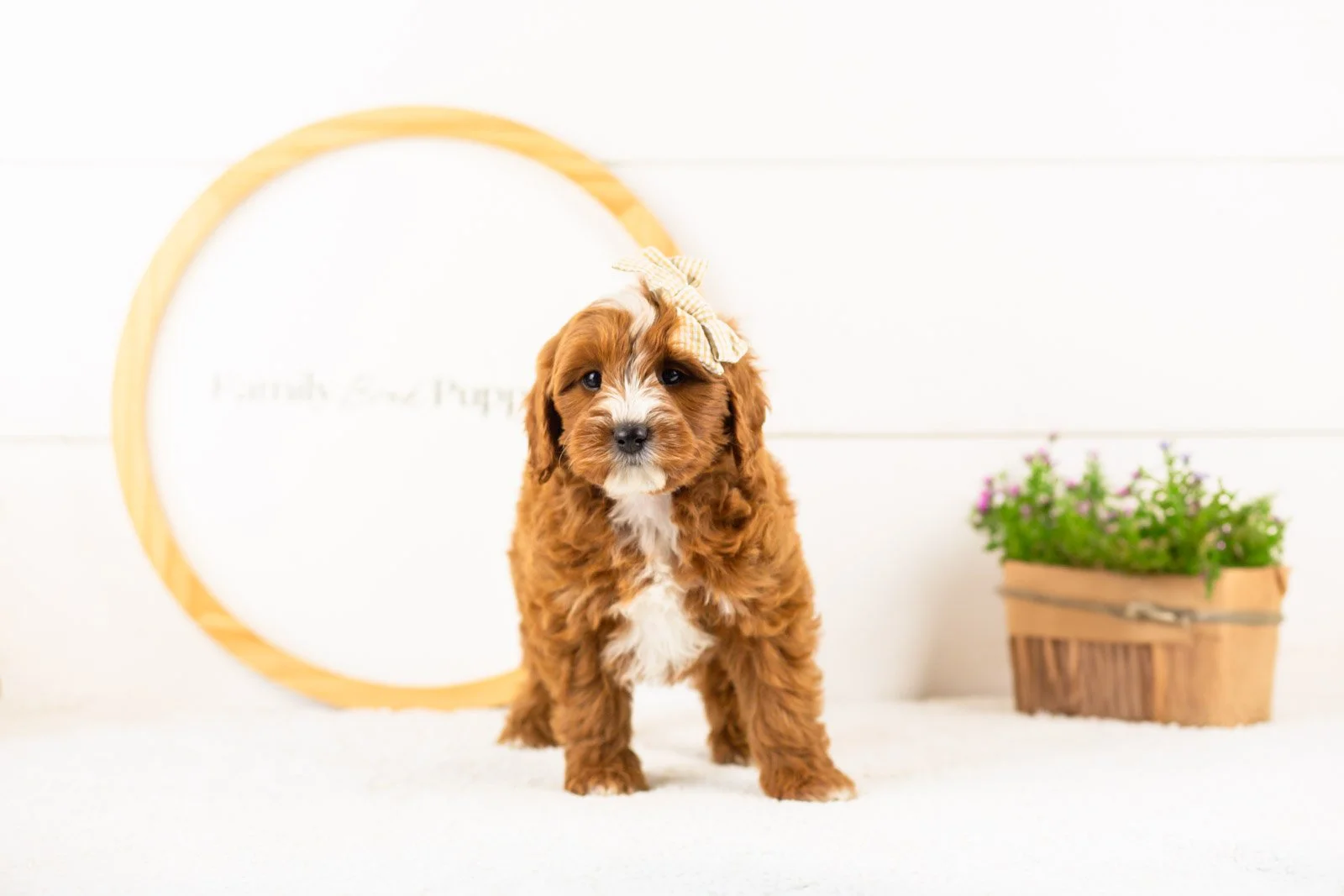 Queen goldendoodle for sale(2).jpg