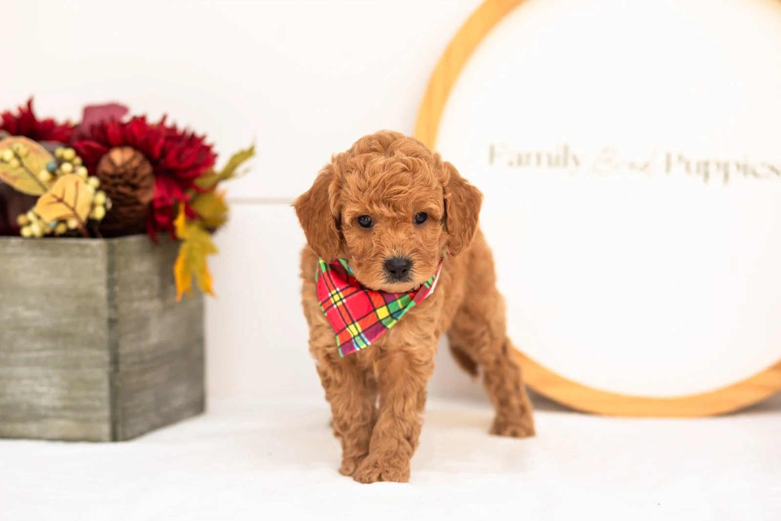 Cricket goldendoodle for sale(2).jpg
