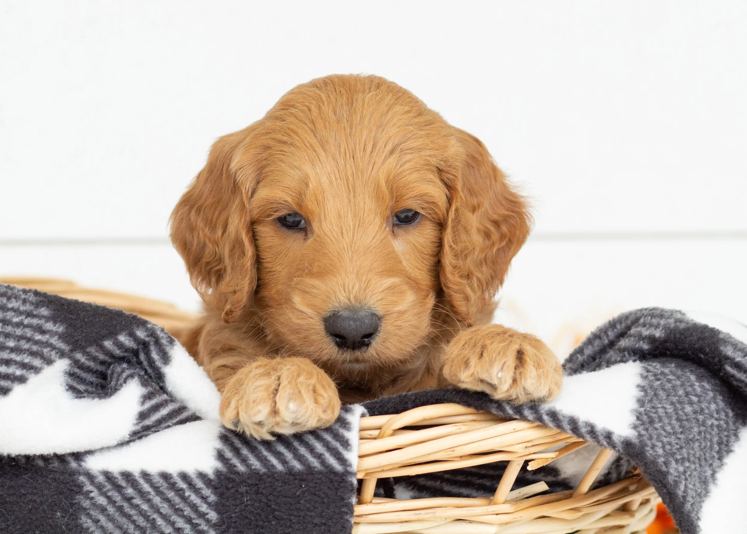 Fred goldendoodle for sale(3).jpg