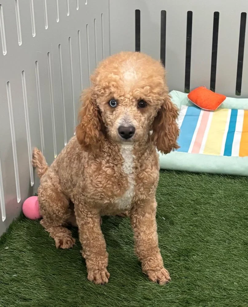 dad poodle