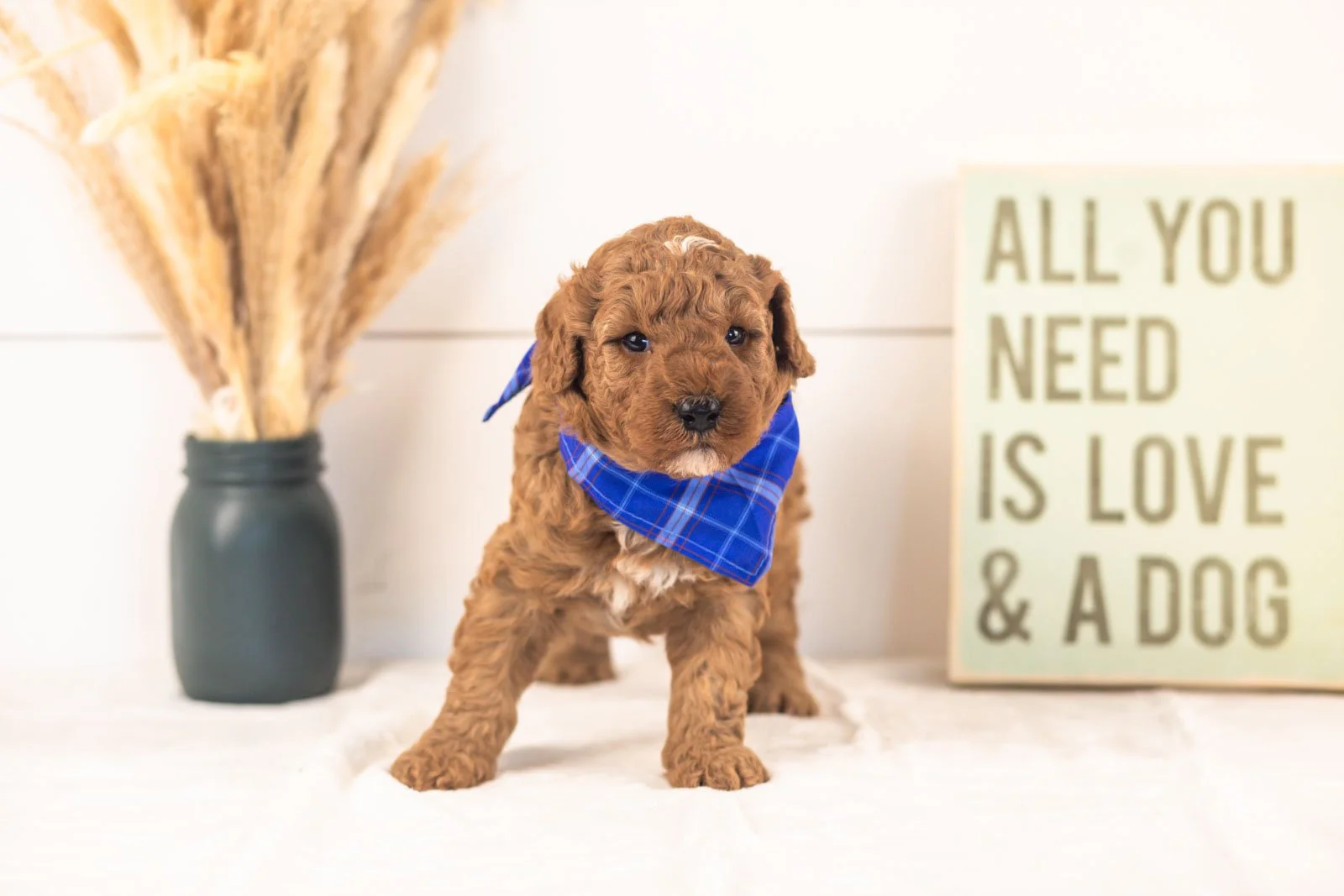 Humperdinck goldendoodle for sale(4).jpg